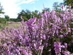 FZ020078 Purple Heather.jpg